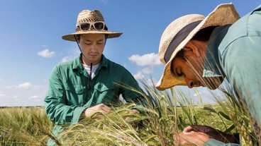 A photo of two people wearing sun hats in a field of barley